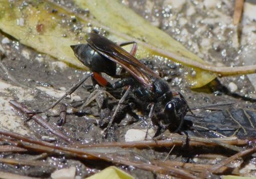 Chalybion femoratum